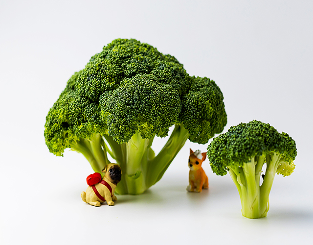 西藍花、十字科、蔬菜-康興醫(yī)療器械官網(wǎng)